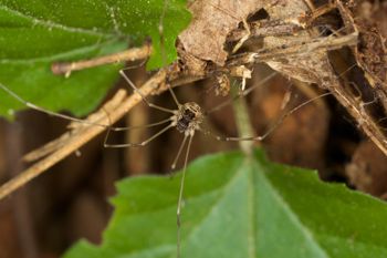 Media type: image;   Invertebrate Zoology 40460